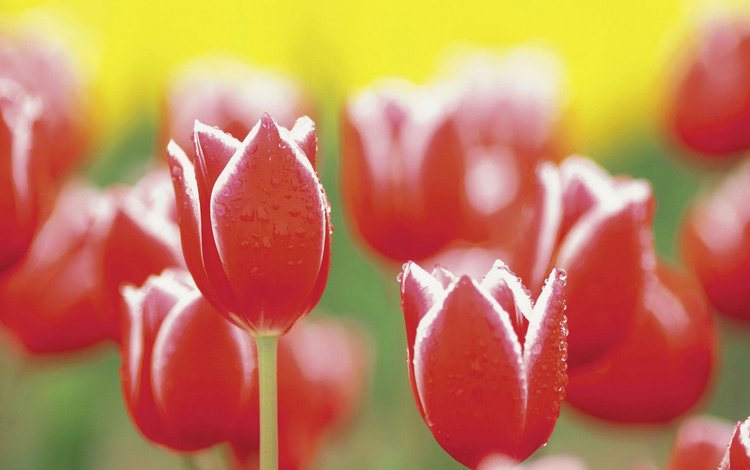 тюльпаны, tulips