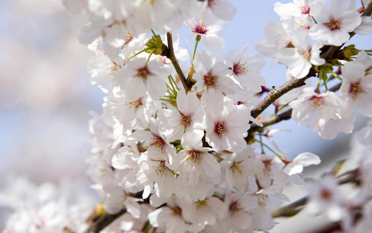 цветение, сакура, flowering, sakura
