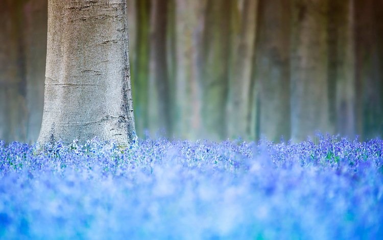 цветы, дерево, весна, flowers, tree, spring