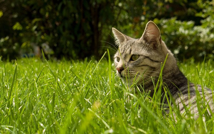 трава, природа, кот, кошка, grass, nature, cat
