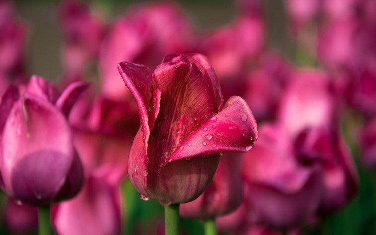 цветы, капли, тюльпаны, flowers, drops, tulips