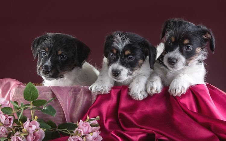 цветы, щенки, трио, джек-рассел-терьер, flowers, puppies, trio, jack russell terrier