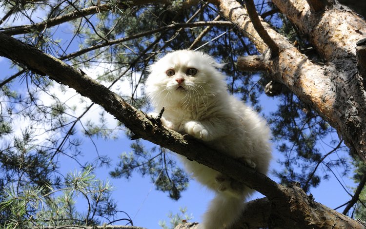 дерево, кошка, белая, на дереве, скоттиш-фолд, шотландская вислоухая кошка, tree, cat, white, on the tree, scottish fold, scottish fold cat