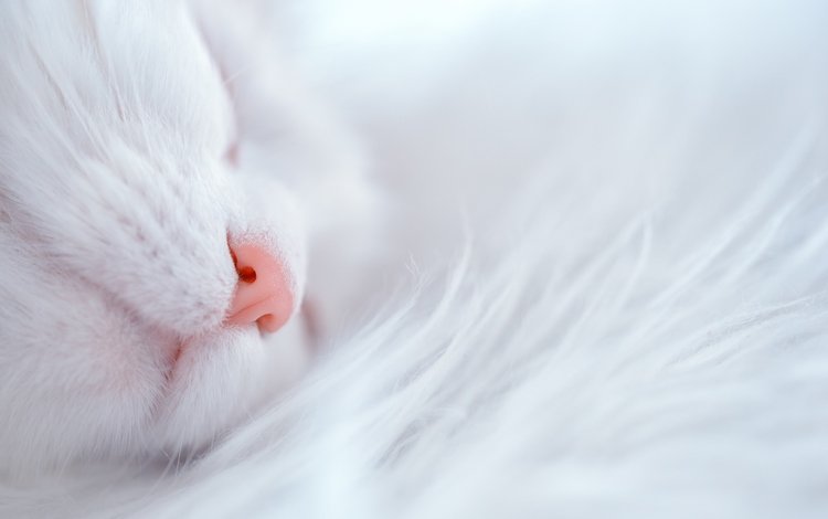 кот, кошка, белый, дом, уют, cat, white, house, comfort