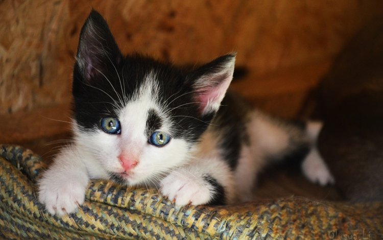 кот, кошка, котенок, киска, чёрно-белый, пушистик, cat, kitty, pussy, black and white
