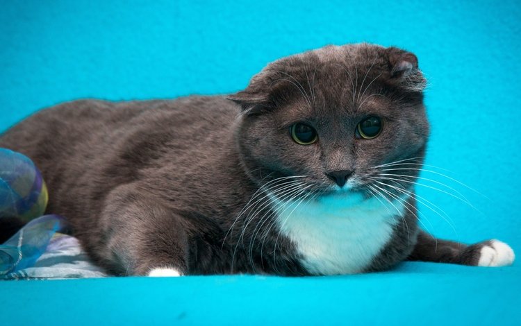 кот, кошка, серый, голубой фон, шотландский вислоухий, cat, grey, blue background, scottish fold
