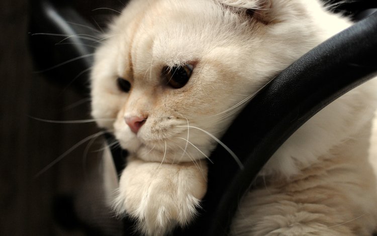 мордочка, взгляд, скоттиш-фолд, шотландская вислоухая кошка, muzzle, look, scottish fold, scottish fold cat