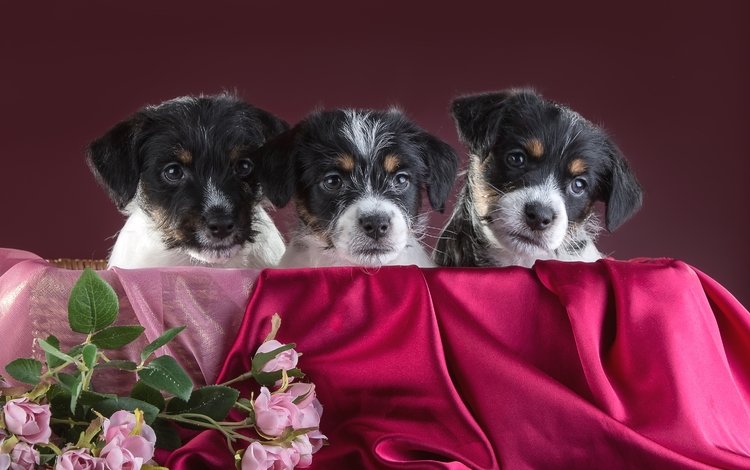 розы, щенки, трио, джек-рассел-терьер, roses, puppies, trio, jack russell terrier