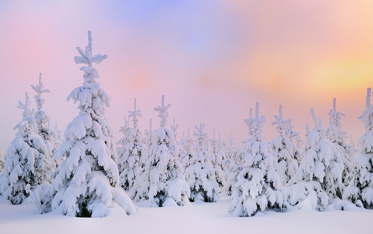 снег, зима, северное сияние, сосны, сугробы, snow, winter, northern lights, pine, the snow