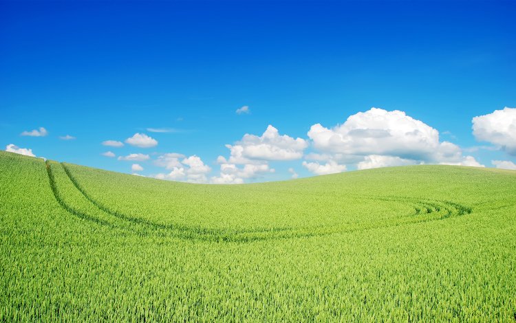 небо, облака, природа, поле, пшеница, the sky, clouds, nature, field, wheat