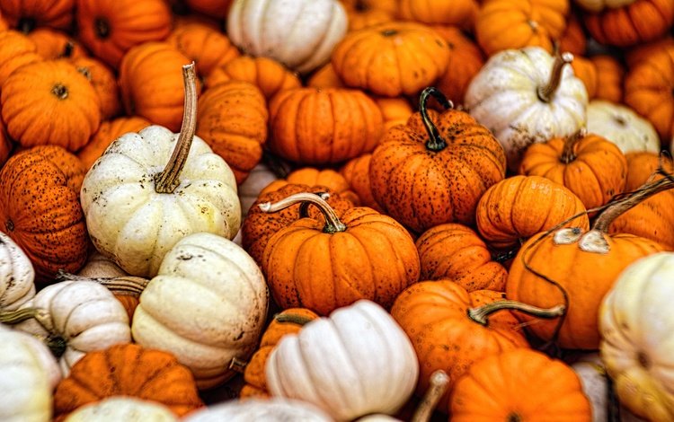 осень, урожай, овощи, тыквы, тыква, опадают, осен, gourds, autumn, harvest, vegetables, pumpkin, fall