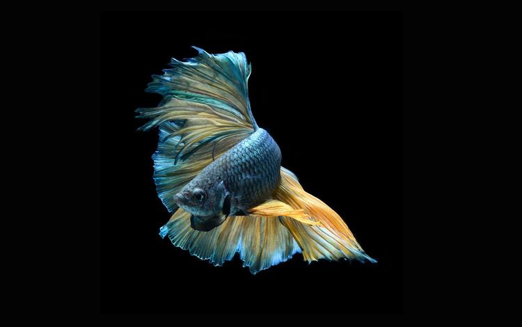 фон, рыба, красива, мрачный, colorful fish, striking, background, fish, beautiful, dark