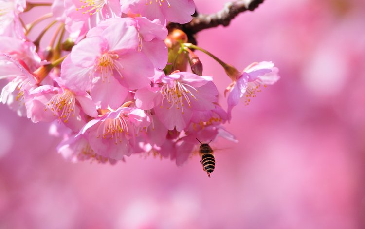 цветение, макро, весна, сакура, пчела, blossom, весенние, flowering trees, flowering, macro, spring, sakura, bee