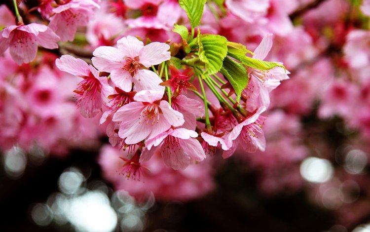 цветение, макро, весна, сакура, blossom, весенние, flowering trees, flowering, macro, spring, sakura