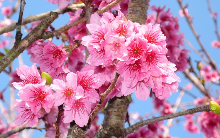 цветение, макро, ветки, весна, сакура, blossom, весенние, flowering trees, flowering, macro, branches, spring, sakura