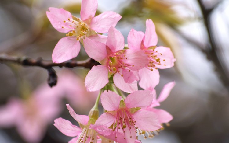 цветение, весна, сакура, blossom, весенние, flowering trees, flowering, spring, sakura