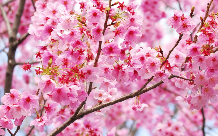 цветение, ветки, весна, сакура, blossom, весенние, flowering trees, flowering, branches, spring, sakura
