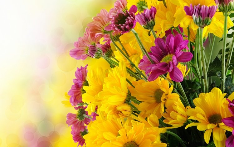цветы, букет, хризантемы,  цветы, chrysanthemums, flowers, bouquet, chrysanthemum