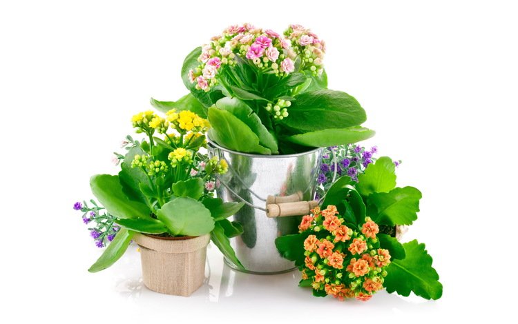 цветы, спальня,  цветы, горшочки, pot flowers, комнатные, flowers, bedroom, pots, room