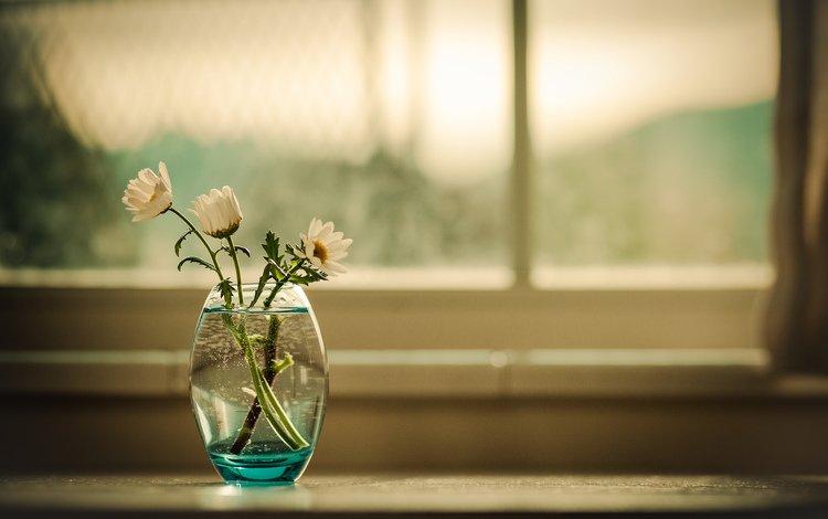 цветы, фон, ромашки, букет, окно, ваза, flowers, background, chamomile, bouquet, window, vase
