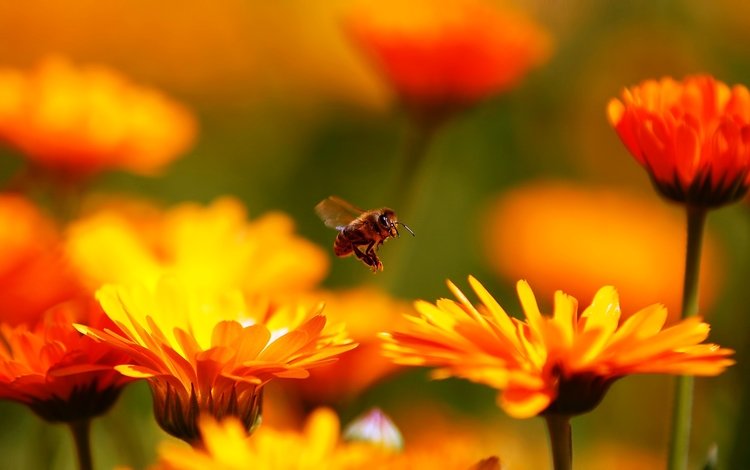 цветы, макро, насекомое, пчела, красивые, flowers, macro, insect, bee, beautiful