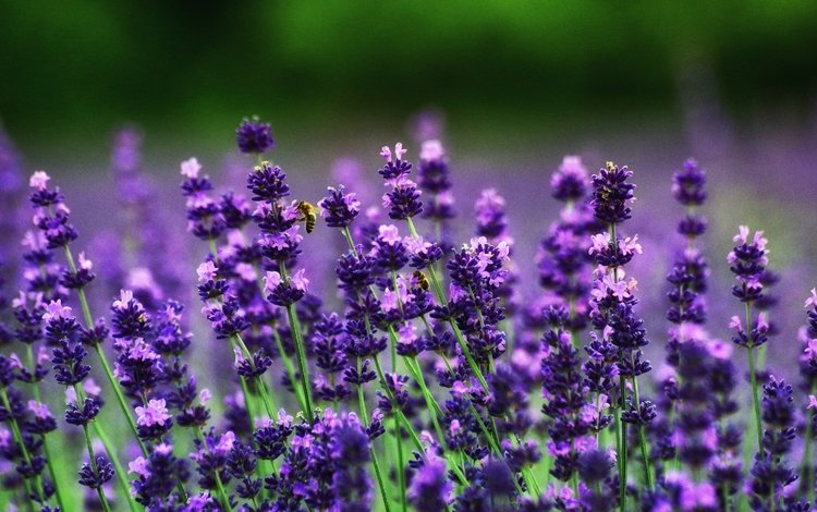 цветы, поле, лаванда, пчелы, flowers, field, lavender, bees