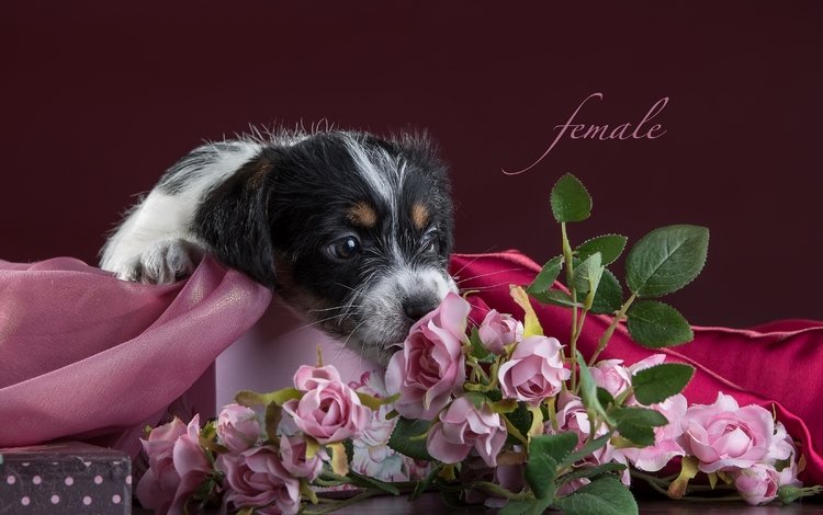 цветы, розы, щенок, ткань, джек-рассел-терьер, flowers, roses, puppy, fabric, jack russell terrier