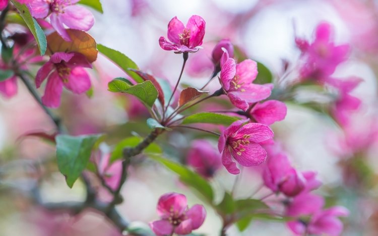 цветы, ветка, весна, розовые, яблоня, flowers, branch, spring, pink, apple