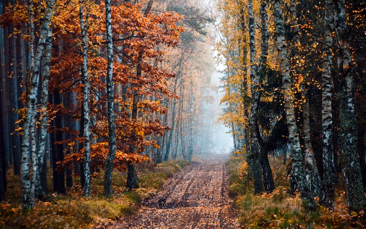 дорога, деревья, природа, лес, осень, береза, road, trees, nature, forest, autumn, birch