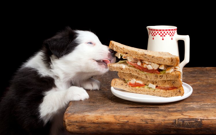 еда, собака, бутерброд, песики, бордер-колли, food, dog, sandwich, dogs, the border collie