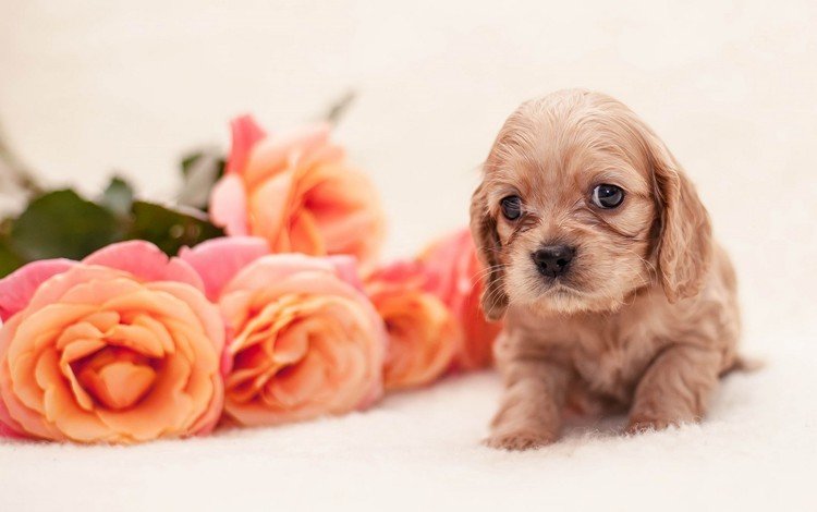 цветы, розы, собака, щенок, щенка, детские,  цветы, спаниель, роз, cобака, flowers, roses, dog, puppy, baby, spaniel