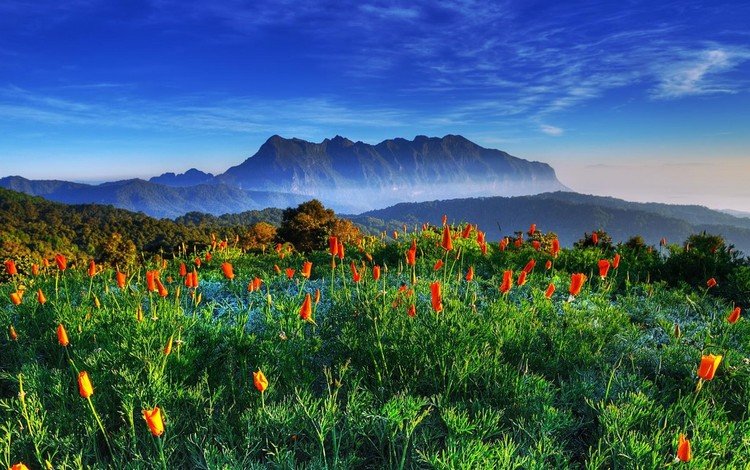 цветы, горы, поле, гора, таиланд,  цветы, chiang-dao, цзян-дао, flowers, mountains, field, mountain, thailand, jiang dao