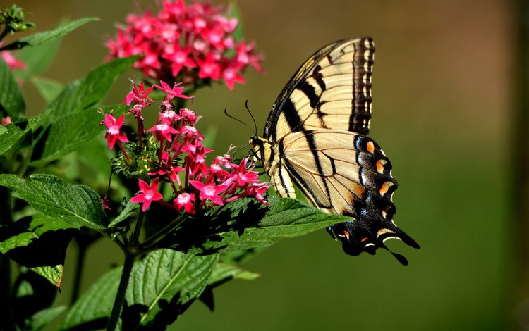 фон, бабочка, background, butterfly