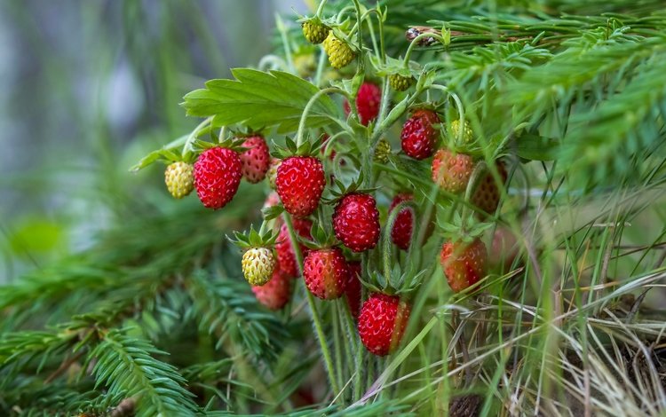 лето, красный, ель, ягоды, земляника, summer, red, spruce, berries, strawberries