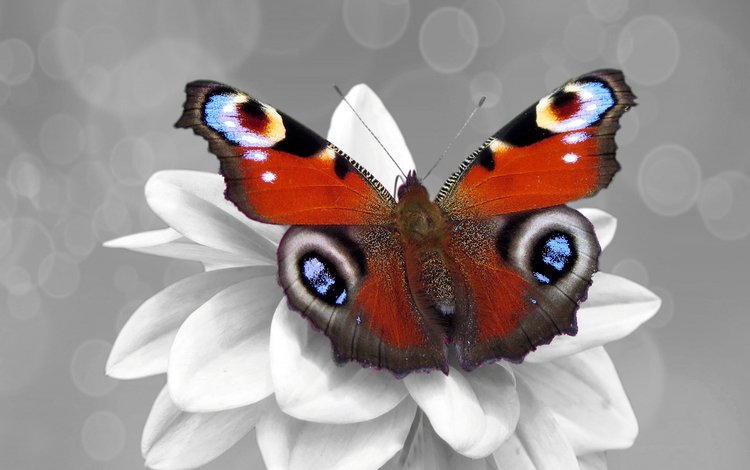 насекомое, цветок, бабочка, крылья, color splash, павлиний глаз, insect, flower, butterfly, wings, peacock