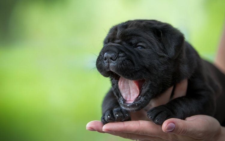 рука, собака, щенок, язык, зевает, шарпей, кроха, hand, dog, puppy, language, yawns, sharpay, baby