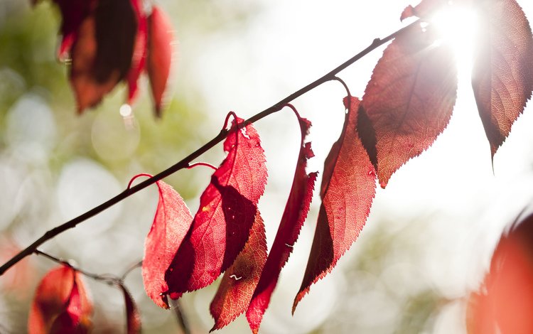 свет, природа, листья, осень, light, nature, leaves, autumn