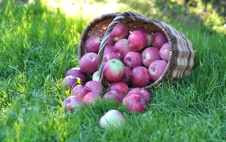 трава, фрукты, яблоки, корзина, grass, fruit, apples, basket