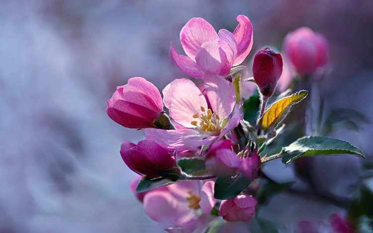 ветка, цветение, макро, яблоня, цветки, branch, flowering, macro, apple, flowers