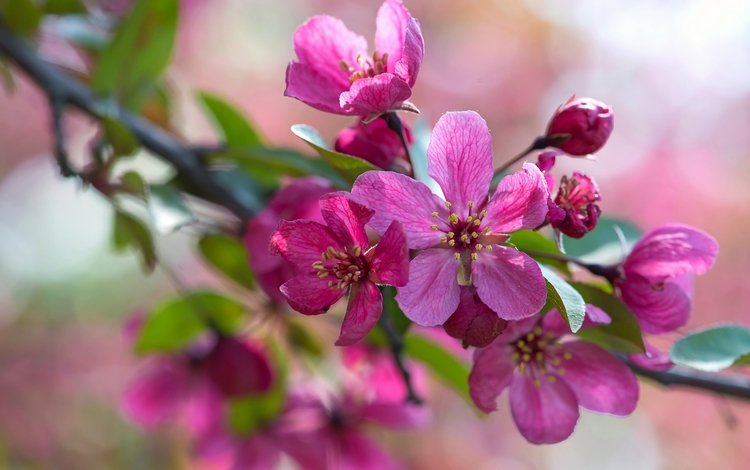 ветка, макро, розовый, яблоня, branch, macro, pink, apple