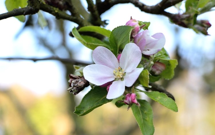 ветка, цветение, макро, весна, яблоня, branch, flowering, macro, spring, apple