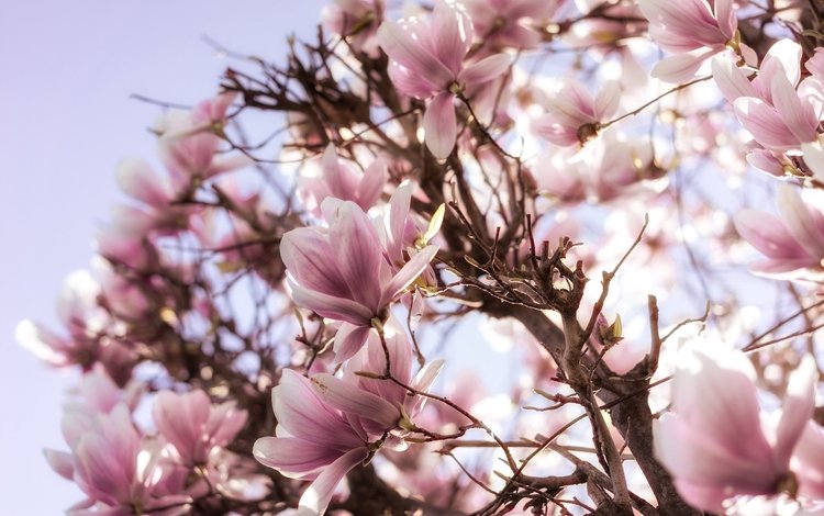 цветы, дерево, цветение, весна, розовые, магнолия, flowers, tree, flowering, spring, pink, magnolia