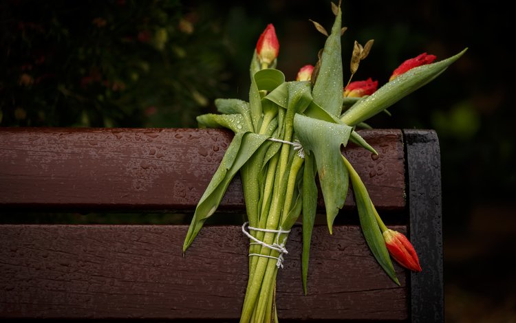 цветы, фон, лепестки, скамейка, букет, тюльпаны, стебли, flowers, background, petals, bench, bouquet, tulips, stems