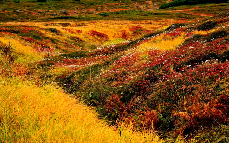 цветы, трава, япония, хоккайдо, ландшафт, asahidake, flowers, grass, japan, hokkaido, landscape