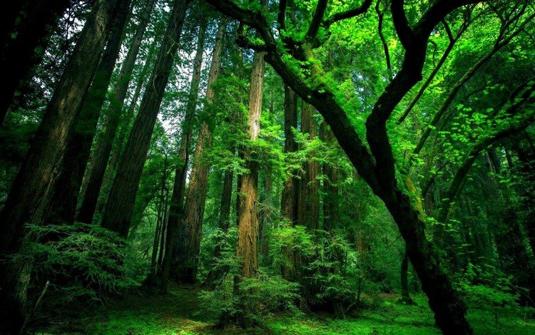 деревья, природа, лес, мох, trees, nature, forest, moss