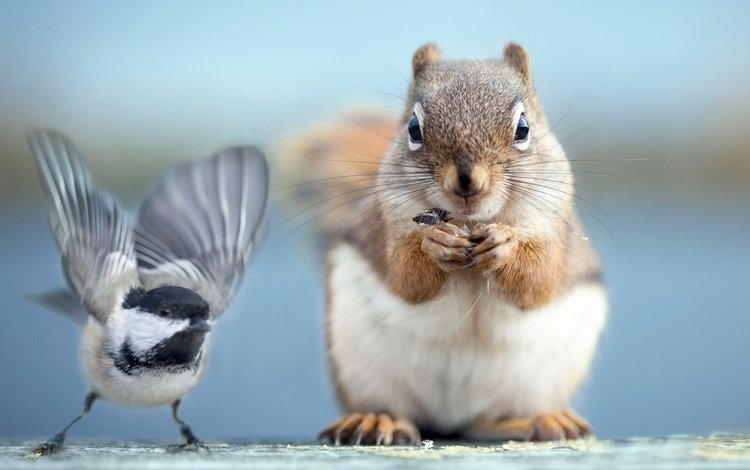 фото, птичка, белочка, photo, bird, squirrel