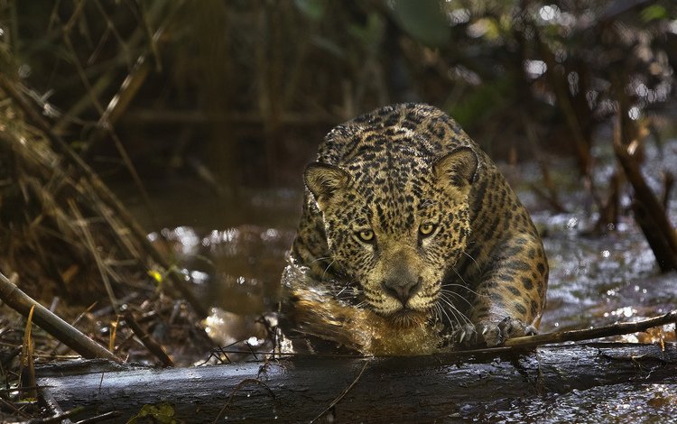 глаза, морда, взгляд, хищник, ягуар, amazonia, амазония, (фильм), eyes, face, look, predator, jaguar, amazon, (film)