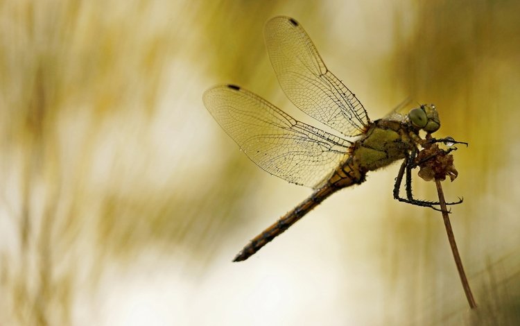 макро, насекомое, фон, крылья, стрекоза, стебелёк, macro, insect, background, wings, dragonfly, stem