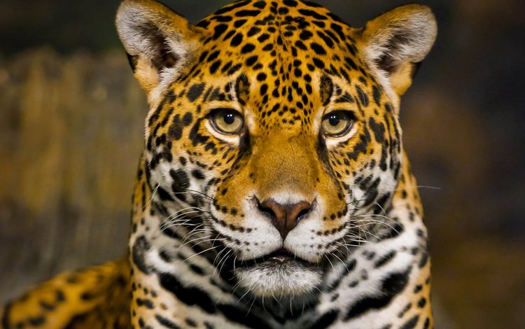 морда, хищник, ягуар, боке, крупным планом, face, predator, jaguar, bokeh, closeup