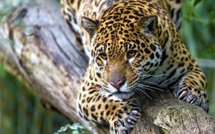 морда, пятна, хищник, ягуар, когти, face, spot, predator, jaguar, claws